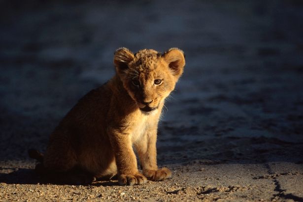 印度一只小狮子在将护林员领到它死去母亲的尸体旁边后仍久久不愿离开