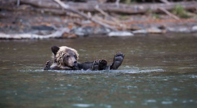 小灰熊悠闲平躺水面似动画角色