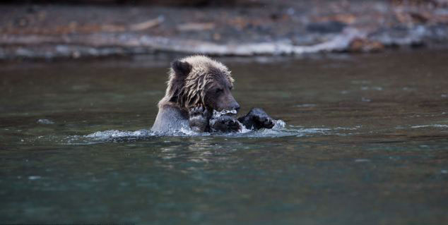 小灰熊悠闲平躺水面似动画角色