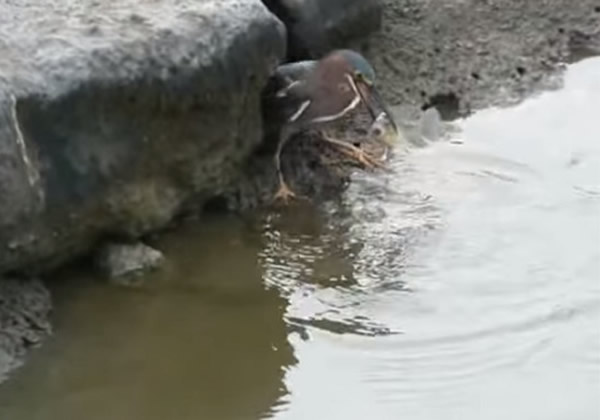 聪明的苍鹭用面包下饵捕鱼
