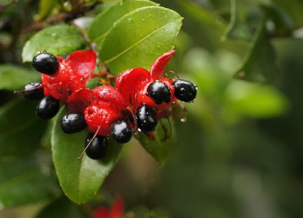 ʳ����Թ�ʵ��ɫ��ȡʳ˳��