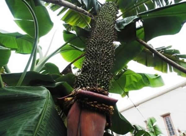 这穗香蕉结出202扇香蕉，而且预计还能再长出100扇香蕉。
