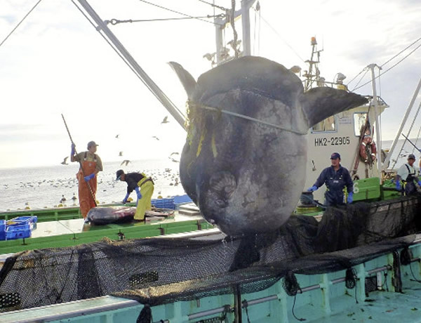 日本北海道函馆市海域捕获长逾3.5米重逾一吨的巨大翻车鱼