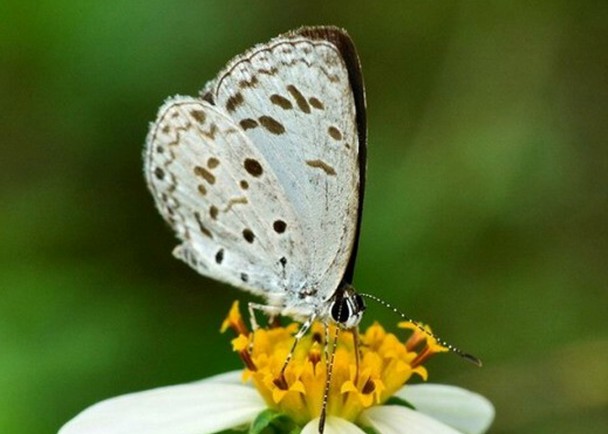 �ڽ��ŷ��ֵ�̨������С�ҵ�