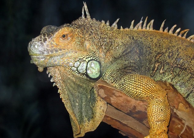 ��Ϥ������⺬�и��൰���ʣ�ζ������