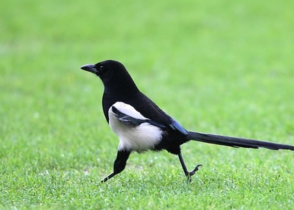 英国动物学家研究发现喜鹊并非如传说般爱金属物件