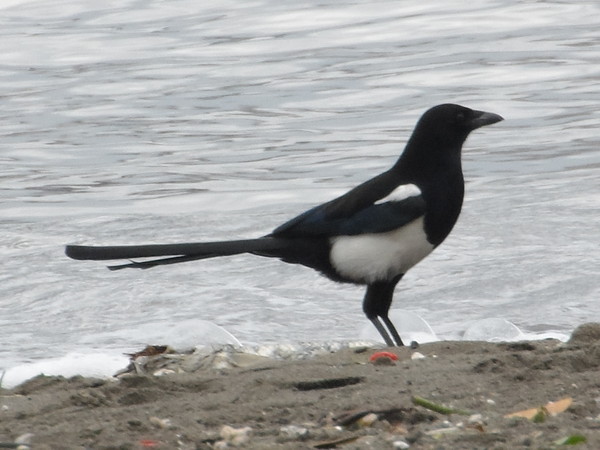 最新研究认为喜鹊其实不喜欢偷东西