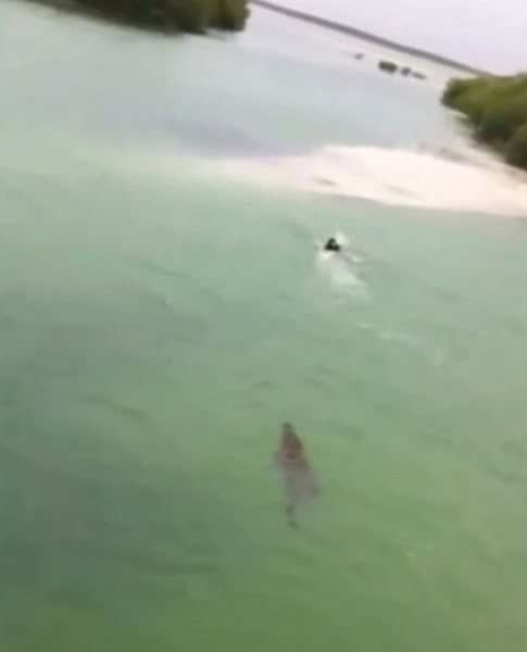 墨西哥男孩在河里游泳 后面竟然追着一只大鳄鱼