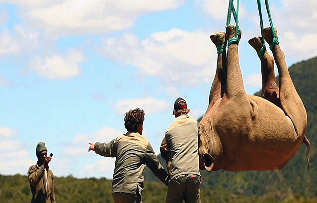 �Ϸ�500ֻϬţ�����ۿ���ת�Ʒ���ɱ