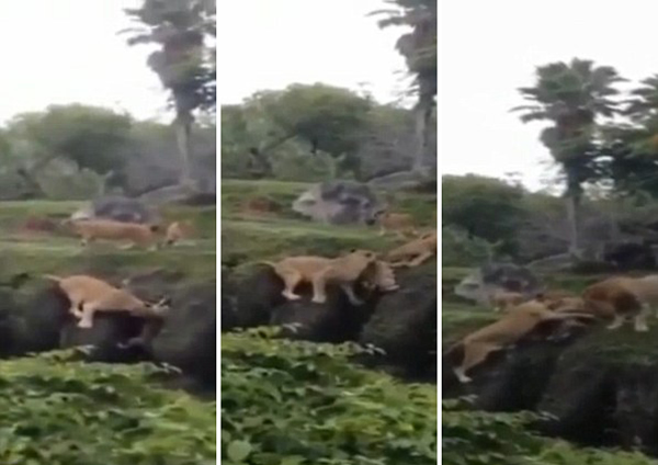 美国迈阿密动物园母狮陡峭堤岸上勇救落水幼狮获赞