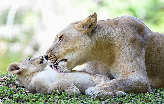 美国迈阿密动物园母狮陡峭堤岸上勇救落水幼狮获赞