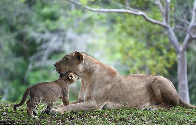 美国迈阿密动物园母狮陡峭堤岸上勇救落水幼狮获赞