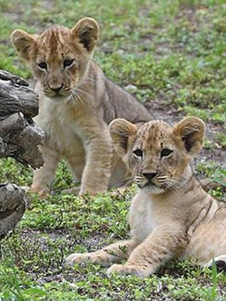 美国迈阿密动物园母狮陡峭堤岸上勇救落水幼狮获赞