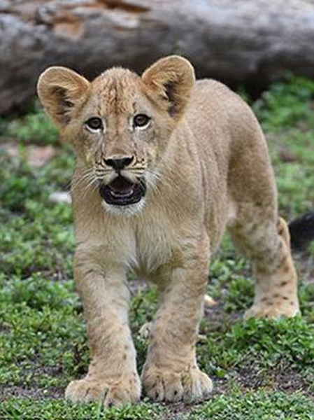 美国迈阿密动物园母狮陡峭堤岸上勇救落水幼狮获赞