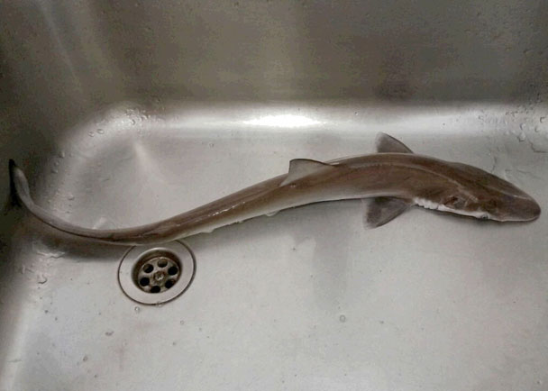 ѾʥүӾ̲ӾͲС裨βб裩