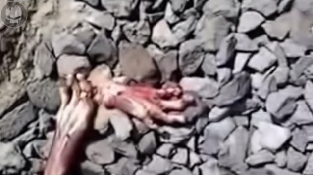 被火车撞死的奇怪不明生物是什么?