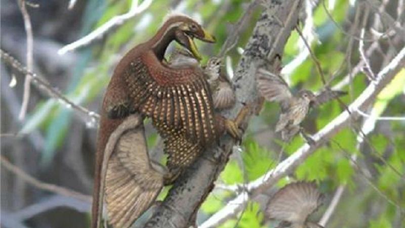 恐龙如何学会飞行