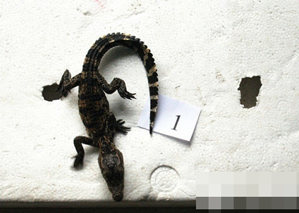 山东青年在网上非法售卖珍贵濒危野生动物暹罗鳄被警方抓获