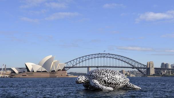 澳洲悉尼港口出现巨型海龟“阿尔法”(Alpha Turtle)