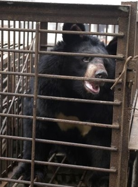 ��Щ������ǰ�������̻�鵨֭