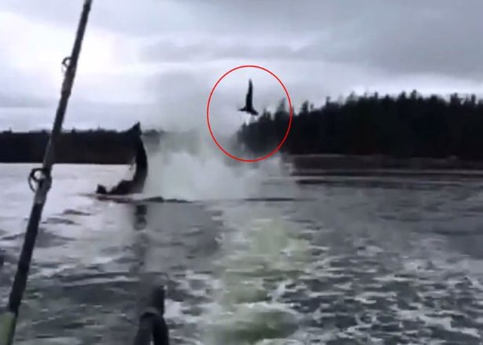 ��������˹��ɱ�˾���β ��ʨ������20��