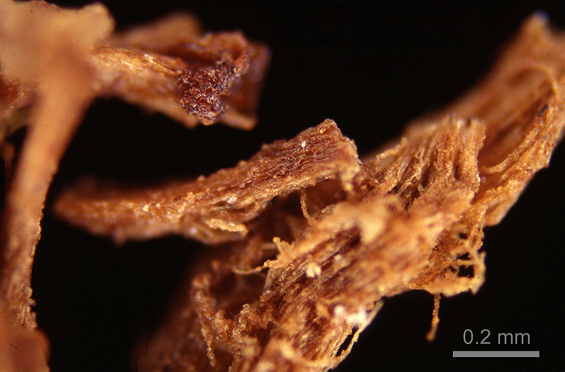 古埃及人制作木乃伊的历史比以往研究估计的早1500年左右