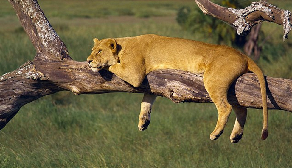 ̹ɣ׸ǵٹҹ԰һͷĸʨϴеĺ˯