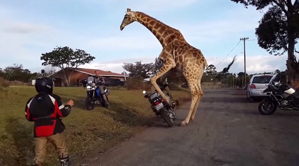 南非野生动物保护区一头公长颈鹿想骑游客摩托车