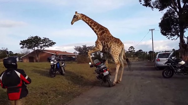 南非野生动物保护区一头公长颈鹿想骑游客摩托车