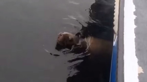 ��ʨ����ͧ����Ѱ��ӻ�