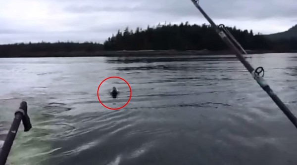 ��������˹��ɱ�˾���������˦β��һֻ��ʨ�׵�����