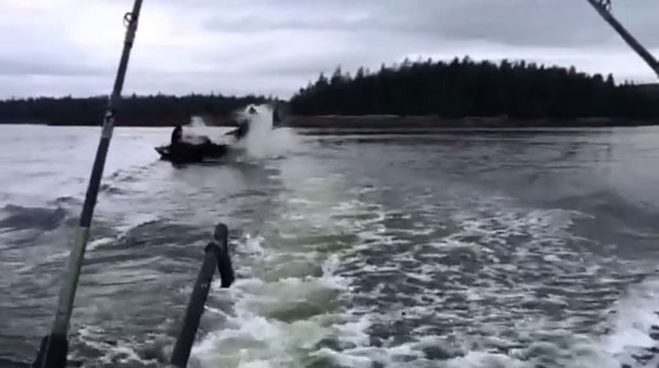 ��������˹��ɱ�˾���������˦β��һֻ��ʨ�׵�����