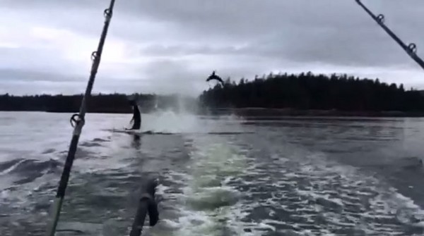 ��������˹��ɱ�˾���������˦β��һֻ��ʨ�׵�����