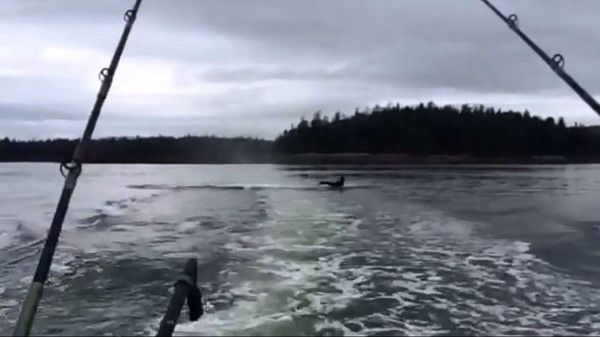 ��������˹��ɱ�˾���������˦β��һֻ��ʨ�׵�����