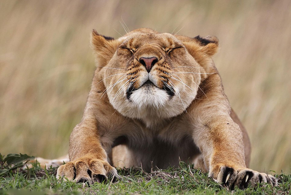 英国自然历史博物馆举办的第50届年度野生动物摄影师大赛部分作品
