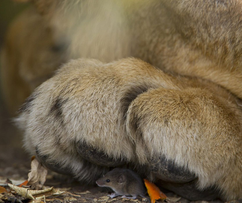 英国自然历史博物馆举办的第50届年度野生动物摄影师大赛部分作品