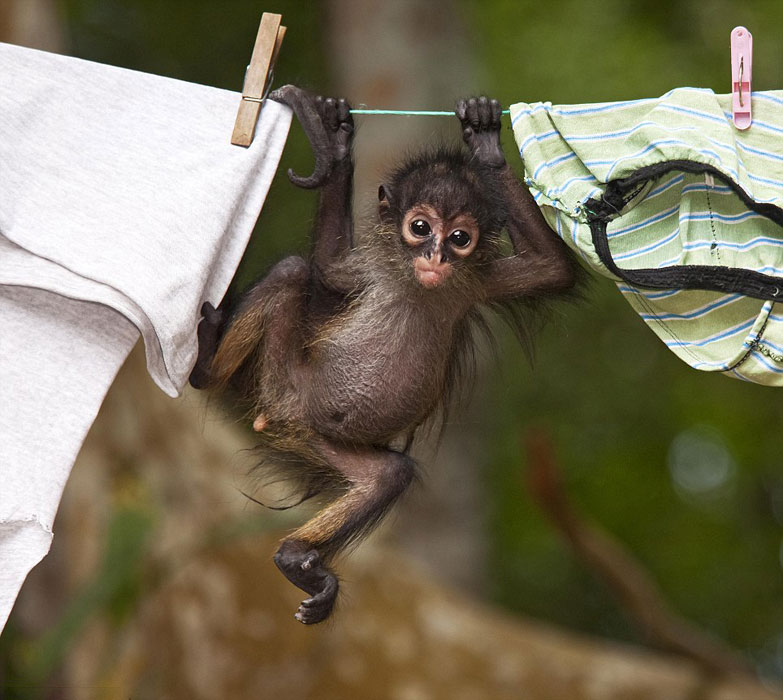 英国自然历史博物馆举办的第50届年度野生动物摄影师大赛部分作品