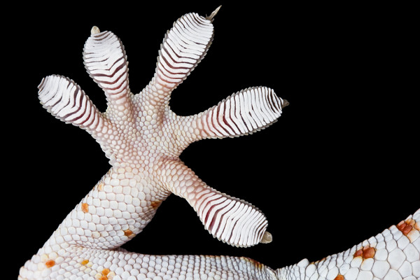 在这个特写画面中可看见大守宫复杂的脚趾构造。 Photograph by Keller Autumn