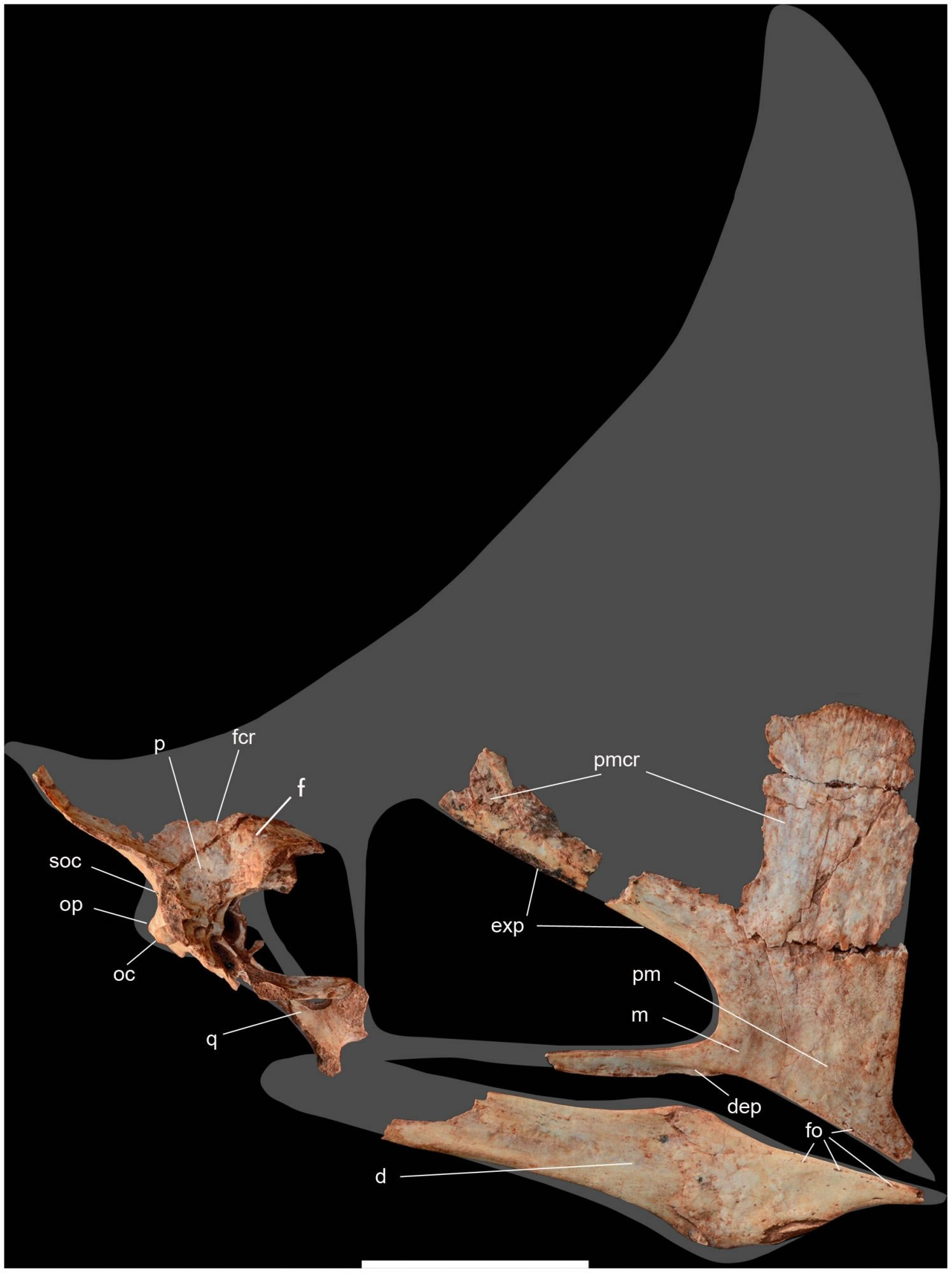 8000ǰCaiuajara dobruskiiʯ