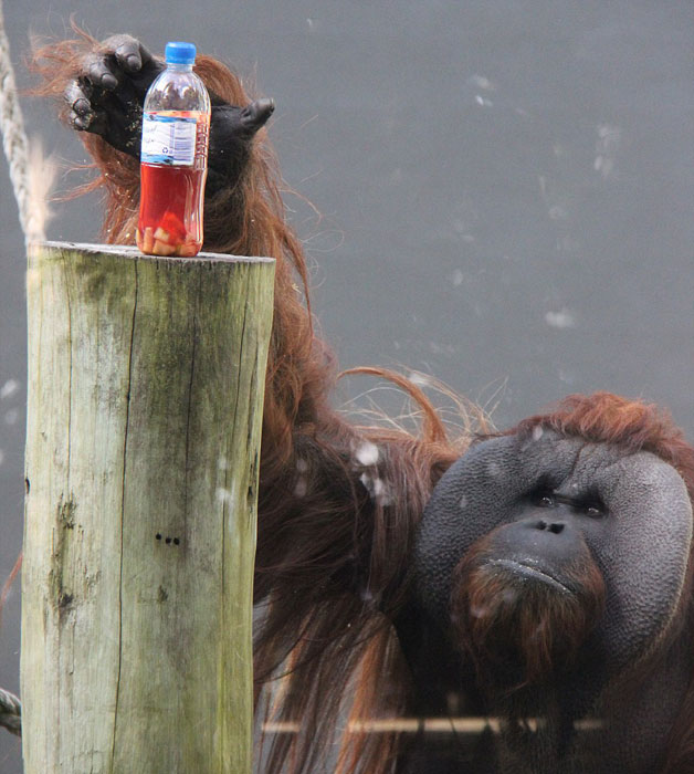 澳大利亚悉尼塔隆加动物园猩猩庆祝“世界猩猩日”