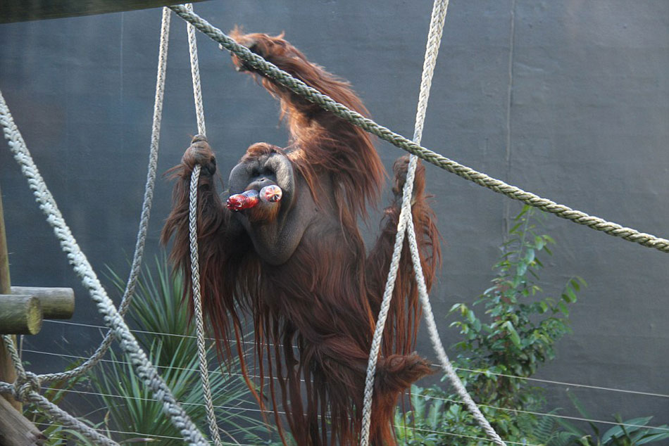 澳大利亚悉尼塔隆加动物园猩猩庆祝“世界猩猩日”