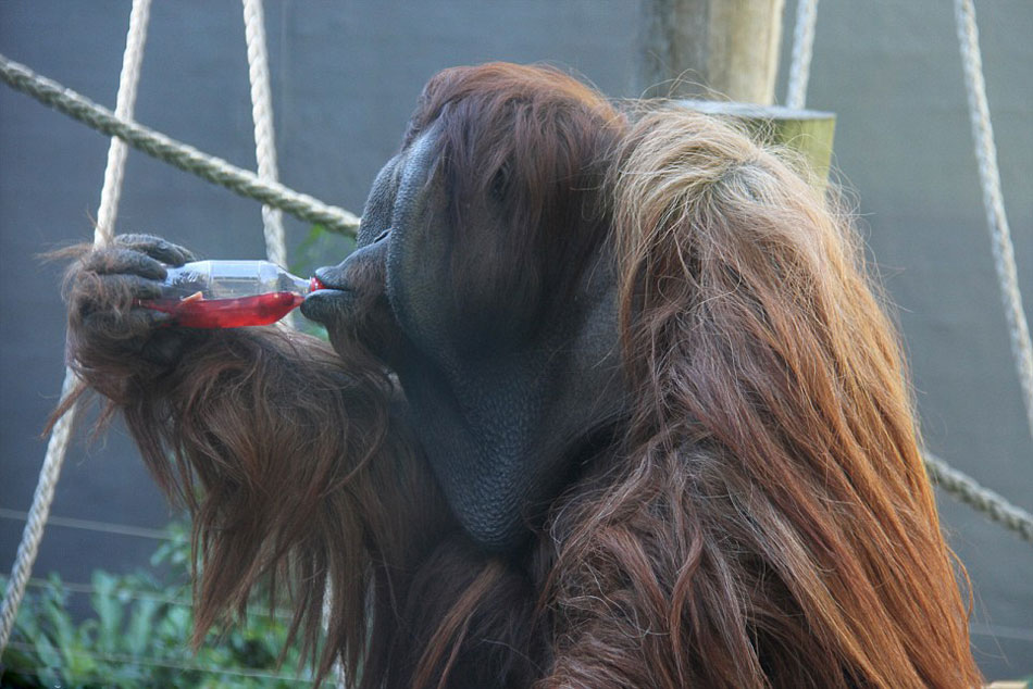 澳大利亚悉尼塔隆加动物园猩猩庆祝“世界猩猩日”