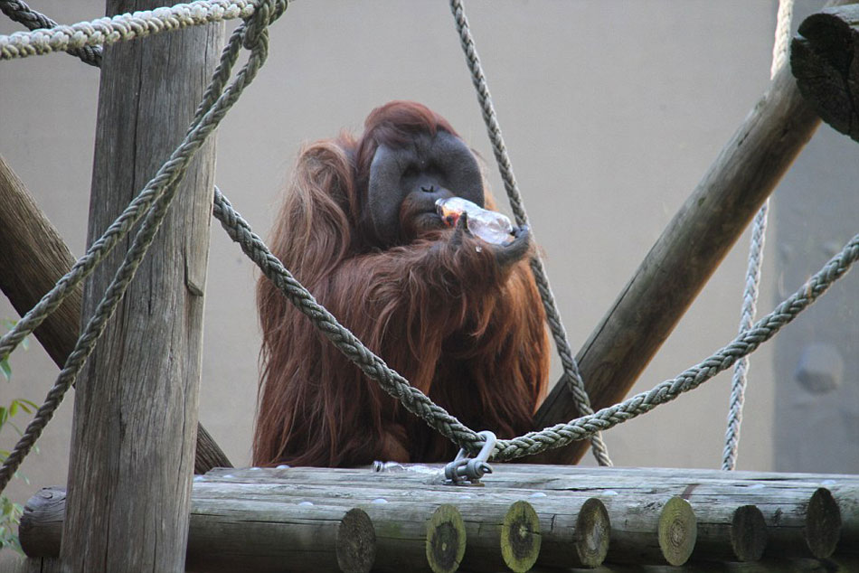 澳大利亚悉尼塔隆加动物园猩猩庆祝“世界猩猩日”