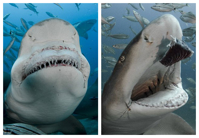 美国佛罗里达州朱庇特海域拍摄到一组柠檬鲨进食的画面