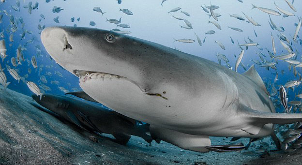 美国佛罗里达州朱庇特海域拍摄到一组柠檬鲨进食的画面
