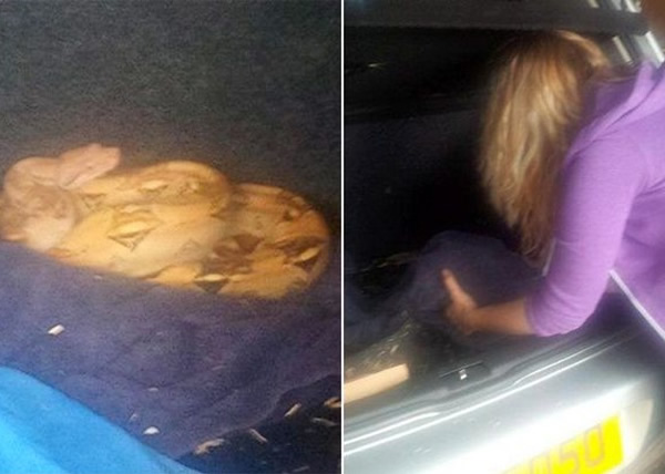 Ӣ��Ů���������ֳ� ��β�䷢��3�ճ���β����