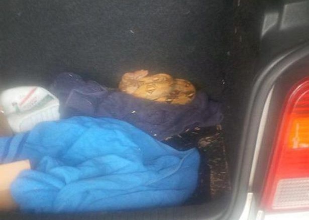 Ӣ��Ů���������ֳ� ��β�䷢��3�ճ���β����