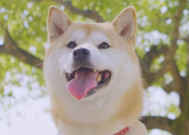 Сѩ����������ȥ3�꣬������Ȼ�������������