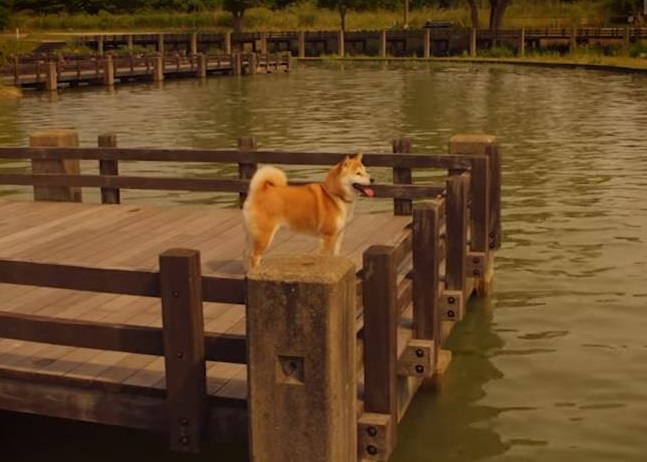 Ƭ�пɼ�Сѩ�Ĵ�����ɢ��