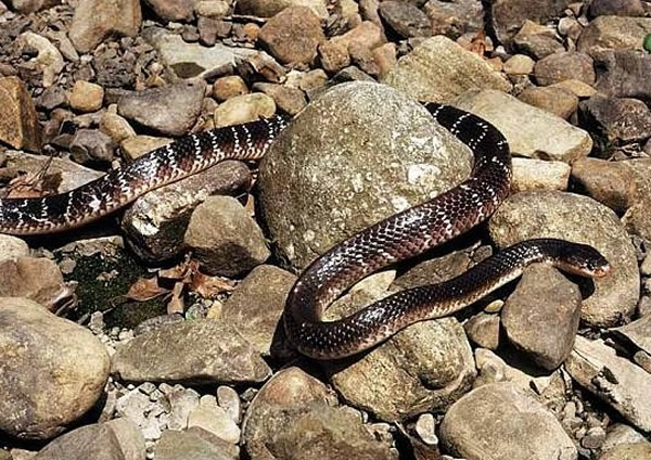 印度环蛇剧毒无比,为印度4大毒蛇之一。